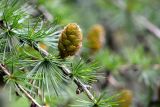 Larix decidua