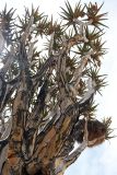 Aloidendron dichotomum. Часть кроны с соцветиями и птичьим гнездом. Намибия, обл. Кхомас, национальный парк \"Gamsberg\". 13.01.2010.