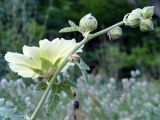 Alcea rugosa. Верхушка побега с цветком и бутонами. Крым, склон горы Ю. Демерджи. 16.07.2021.