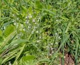 Linaria chalepensis