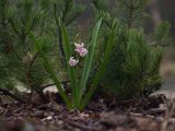 Hyacinthus orientalis. Цветущее растение в каплях дождя. Краснодарский край, Крымский р-н, станица Неберджаевская, приусадебный участок, в культуре. 08.04.2023.