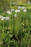 Tussilago farfara