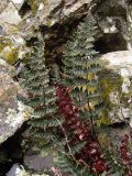 Paragymnopteris marantae. Листья (вайи). Южный Берег Крыма, гора Аю-Даг. 3 января 2011 г.