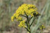 Isatis tinctoria