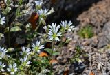 Cerastium pusillum