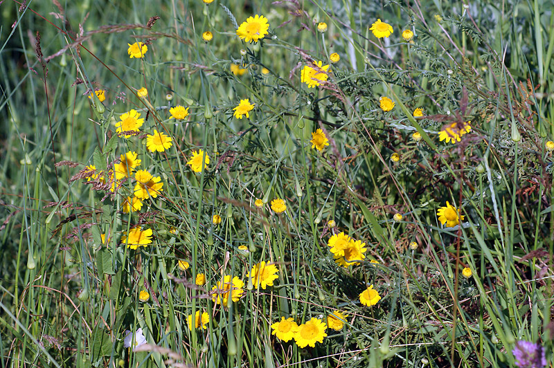 Изображение особи Anthemis tinctoria.