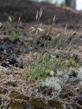 Dianthus borussicus. Отцветающее и плодоносящее растение. Белоруссия, Витебская обл., окр. оз. Сурмино, сухой сосняк. 04.08.2011.