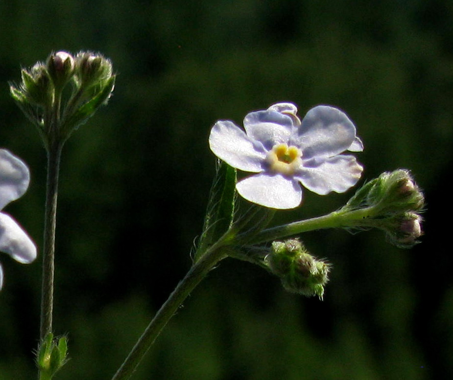 Изображение особи Eritrichium pectinatum.