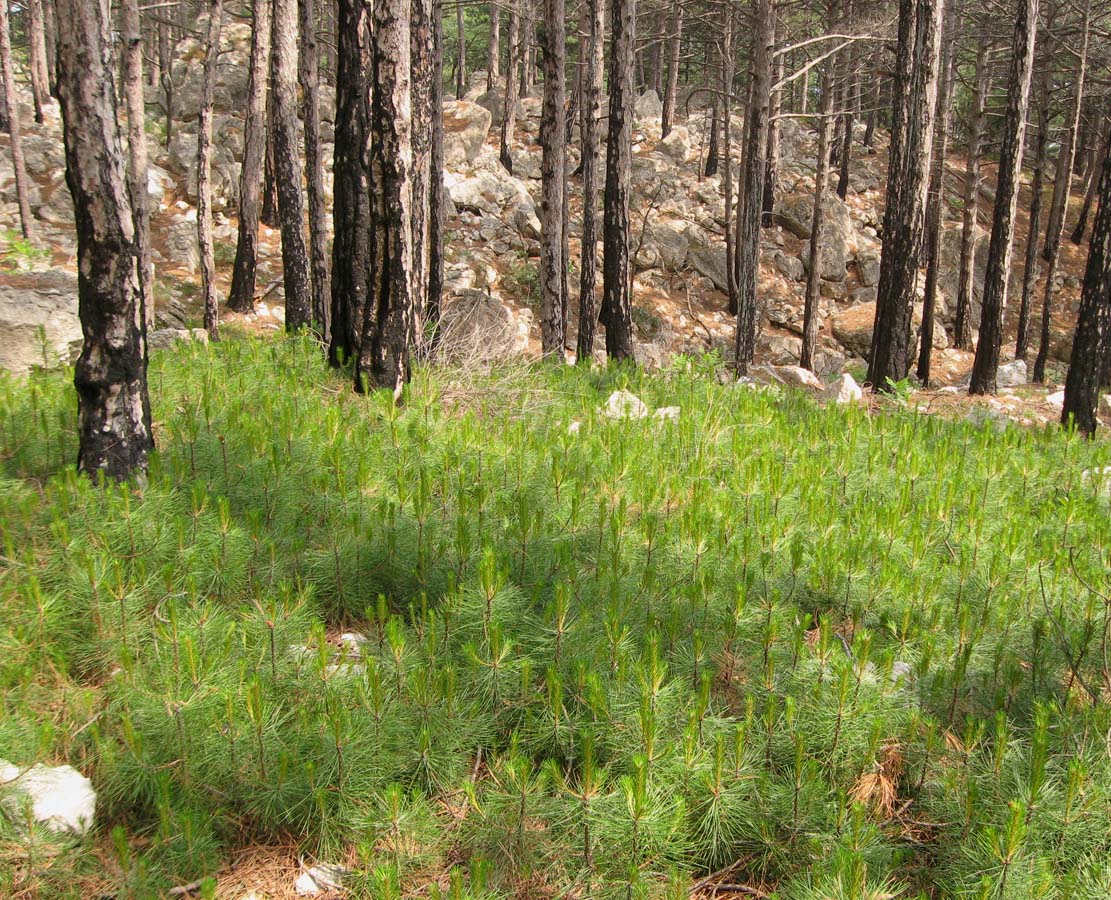 Изображение особи Pinus pallasiana.