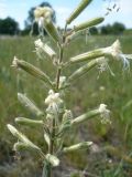 Silene viscosa