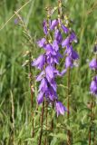 Campanula rapunculoides. Верхушка цветущего растения. Московская обл., Рузский р-н, окр. дер. Полуэктово, пойменный луг. 29.06.2012.