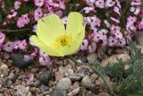 genus Papaver. Жёлтый цветок на фоне цветущего хамеродоса алтайского. Иркутская обл., Ольхонский р-н, оз. Байкал, Малое Море, м. Уюга, на галечнике. 12.06.2012.