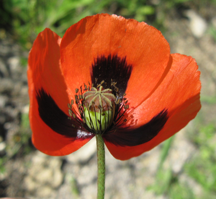 Изображение особи Papaver stevenianum.