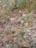 Allium anisotepalum. Цветущие растения. Киргизия, Баткенская обл., Алайский хр. 16 мая 2008 г.