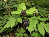 Actaea spicata