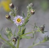 Erigeron acris