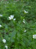 Cerastium holosteum