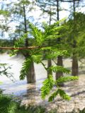 Taxodium distichum