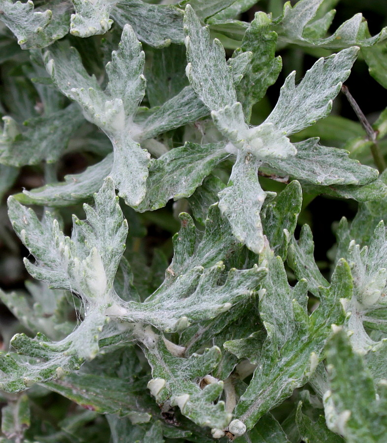 Изображение особи Eriophyllum lanatum.