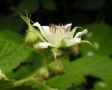 Rubus matsumuranus