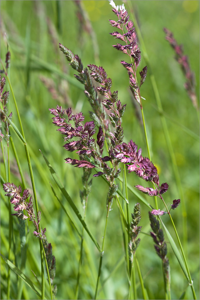 Изображение особи Phalaroides arundinacea.