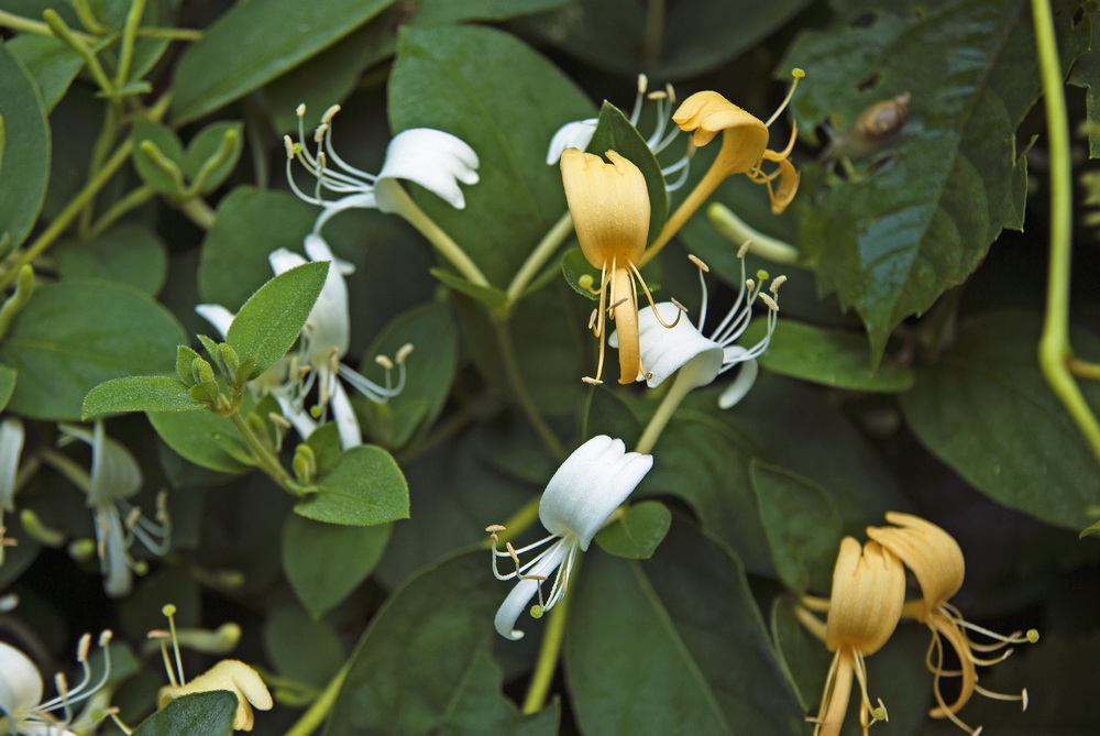 Изображение особи Lonicera japonica.