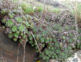 Sempervivum ruthenicum