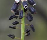 Muscari pulchellum