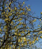 Corylopsis veitchiana. Крона цветущего растения. Германия, г. Дюссельдорф, Ботанический сад университета. 13.03.2014.