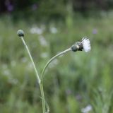 Cirsium canum