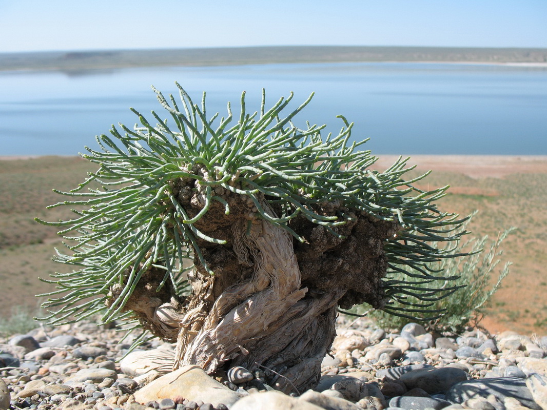 Изображение особи Anabasis truncata.