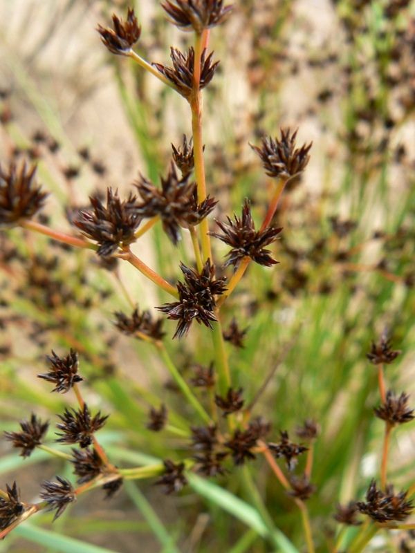 Изображение особи Juncus articulatus.