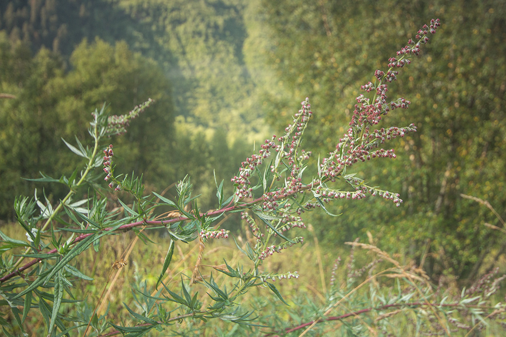 Изображение особи Artemisia vulgaris.