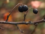 Cotoneaster lucidus