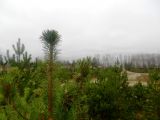 Pinus sylvestris