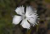 Dianthus fragrans. Цветок. Республика Адыгея, Майкопский р-н, ок. 1 км севернее пос. Хамышки, юго-восточный склон горы Монах, выс. ок. 1000 м н.у.м., на скале. 20.08.2016.