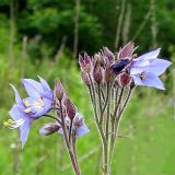 Polemonium laxiflorum