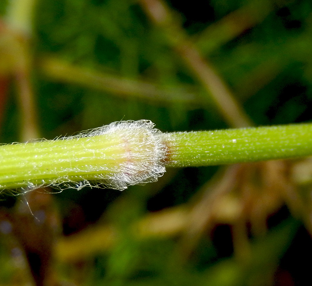 Изображение особи Bromus hordeaceus.