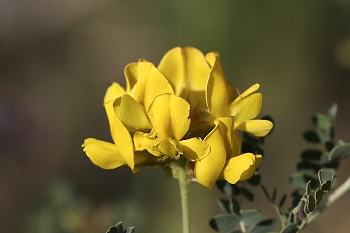 Изображение особи Calophaca tianschanica.