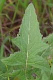 Sisymbrium loeselii