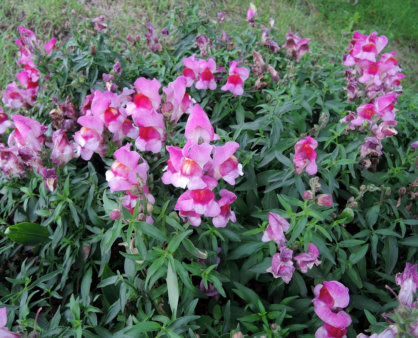 Изображение особи Antirrhinum majus.