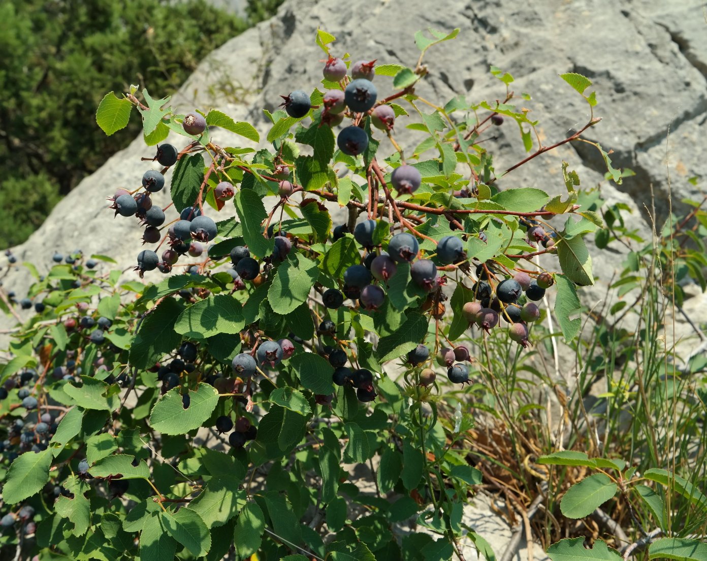 Изображение особи Amelanchier ovalis.