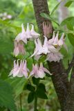 Aquilegia vulgaris