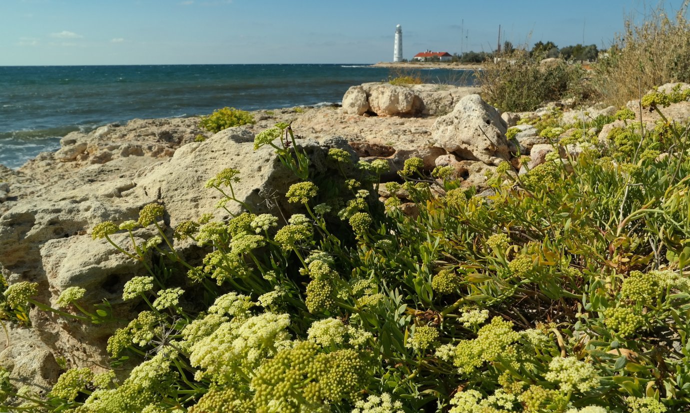 Изображение особи Crithmum maritimum.