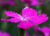 Dianthus acantholimonoides