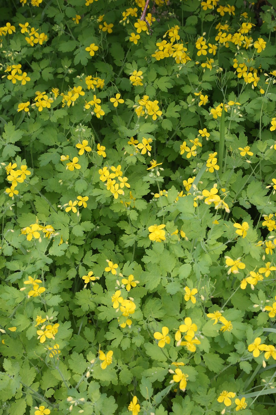 Изображение особи Chelidonium majus.