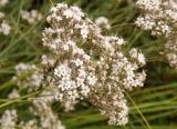 Gypsophila collina. Соцветие. Украина, г. Кривой Рог, Криворожский ботанический сад НАН Украины, в культуре (происхождение - Украина, Николаевская обл., Березнеговатский р-н, окр. с. Великое Артаково, балка Найдёнова, обнажение сарматских известняков). 20.07.2018.