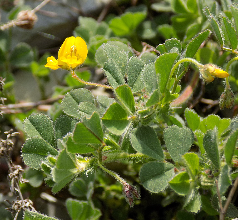 Изображение особи Medicago rigidula.