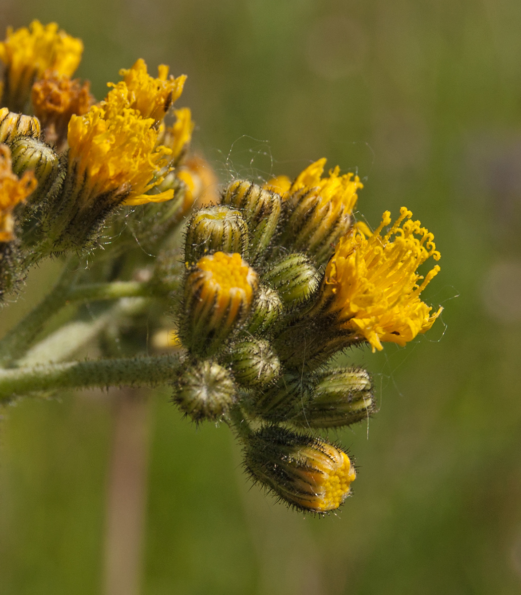 Изображение особи Pilosella cymosa.