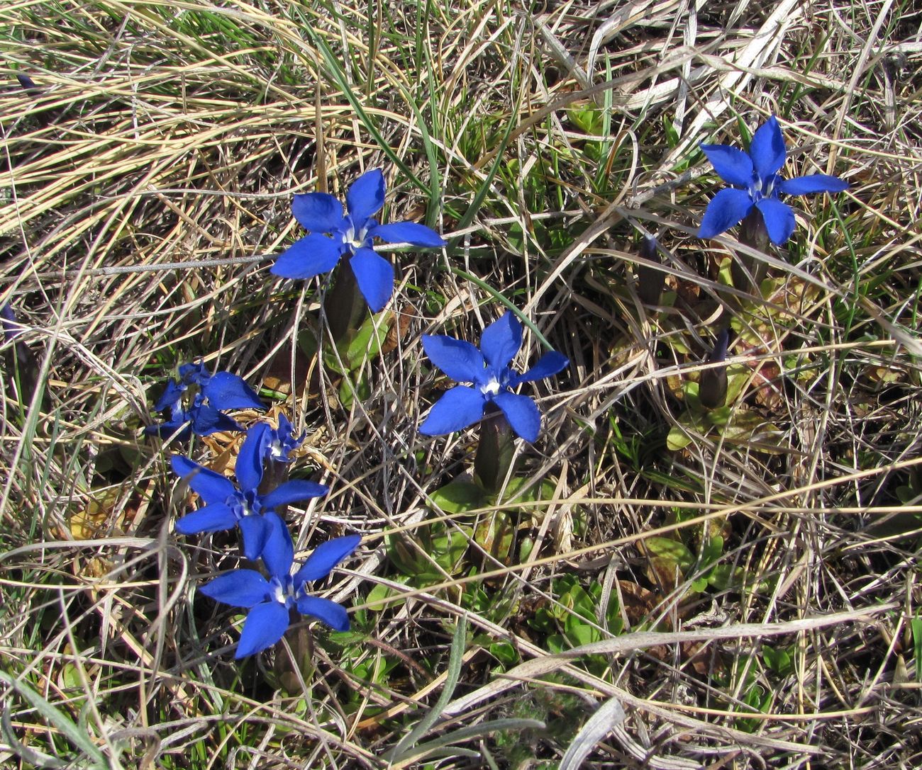 Изображение особи Gentiana angulosa.